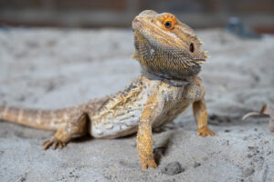 Can bearded dragons eat potatoes