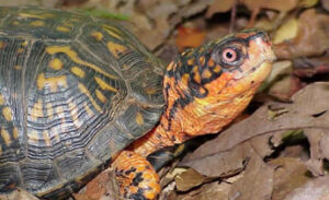 Is a box turtle a terrapin