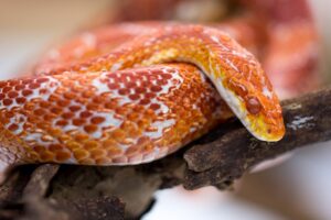 Is a corn snake poisonous