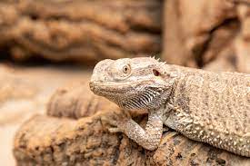 Can bearded dragons eat carrots