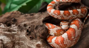 How much are corn snakes