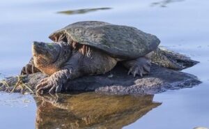 Can turtles sleep underwater