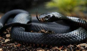 Do black snakes kill copperheads