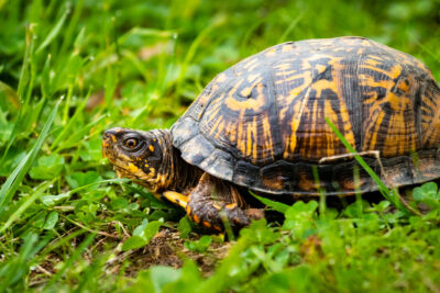How long do box turtles live