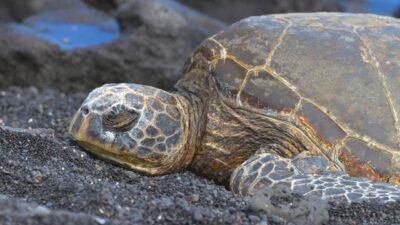 How do sea turtles sleep