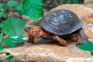 How long do box turtles live