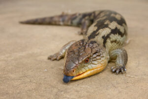 Are Blue Tongue Skinks Friendly