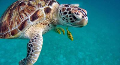 Do sea turtles breathe air