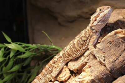 Can bearded dragons have blueberries