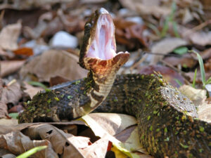 Why do snakes yawn