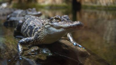 Animals Similar To Alligators