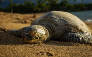 How do sea turtles sleep