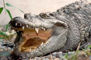 Do Crocodiles Feel Pain