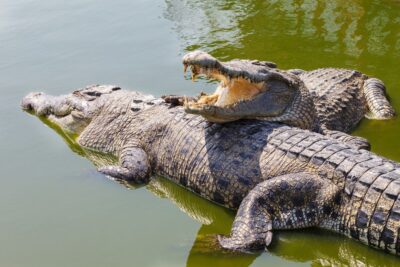 How fast can a crocodile swim