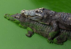 Can alligators and crocodiles mate