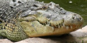 How long can crocodiles hold their breath