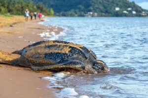 Why are leatherback turtles endangered
