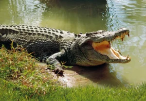 How fast can a crocodile swim