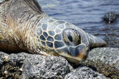 How do sea turtles drink water