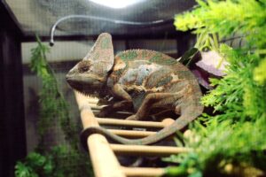 How to Clean a Chameleon Cage