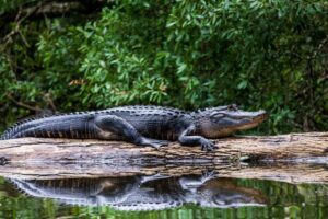 Can alligators climb trees