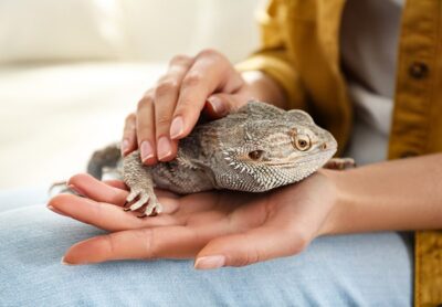 Do bearded dragons like to be petted