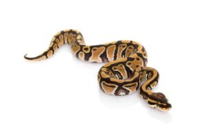 Are ball pythons nocturnal
