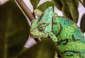 How often does a chameleon eat