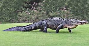 How Fast Can Alligators Run