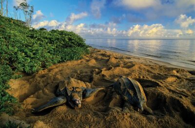 What do leatherback sea turtles eat