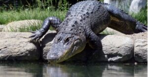 How long can crocodiles hold their breath