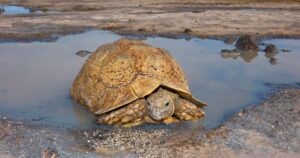 Can tortoise swim