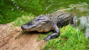 Do alligators shed their skin