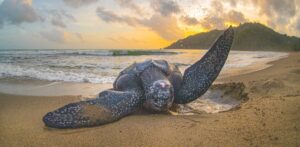 What do leatherback sea turtles eat