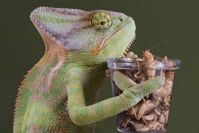 How often does a chameleon eat