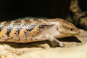 Are Blue Tongue Skinks Friendly