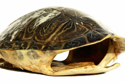 What are turtle shells made of