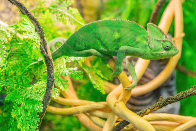 How to Clean a Chameleon Cage