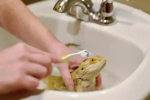 how to bathe a bearded dragon