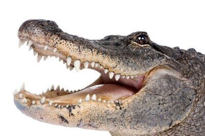 Do alligators have tongues