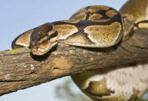 Are ball pythons nocturnal