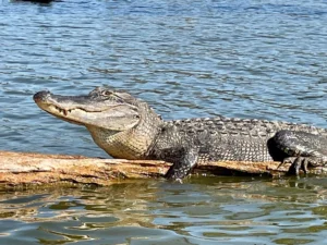 Animals Similar To Alligators