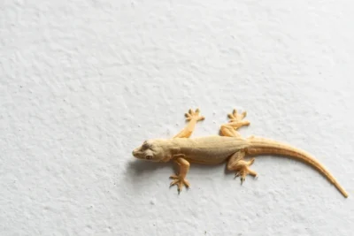 How to get rid of house gecko