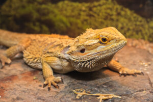 What do bearded dragons eat in the wild