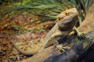 Can bearded dragons eat eggs