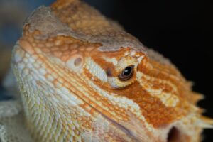 Why do bearded dragons have nose plugs