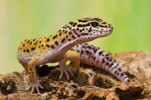 How to Save a Dying Gecko