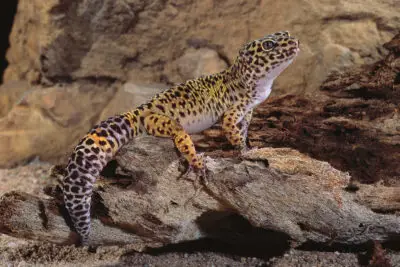 Do leopard geckos like to be held