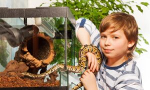 Best Pet Snakes for Beginners