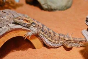 How to save a lizard when it is dying